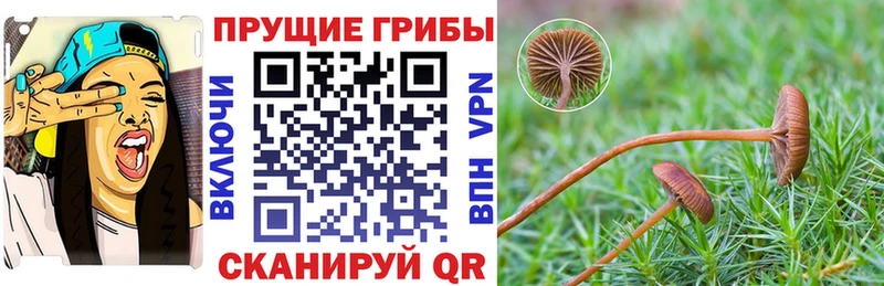 Псилоцибиновые грибы Cubensis  Купить  Орск