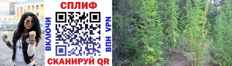 Шишки марихуана VHQ  Купить где  Орск 